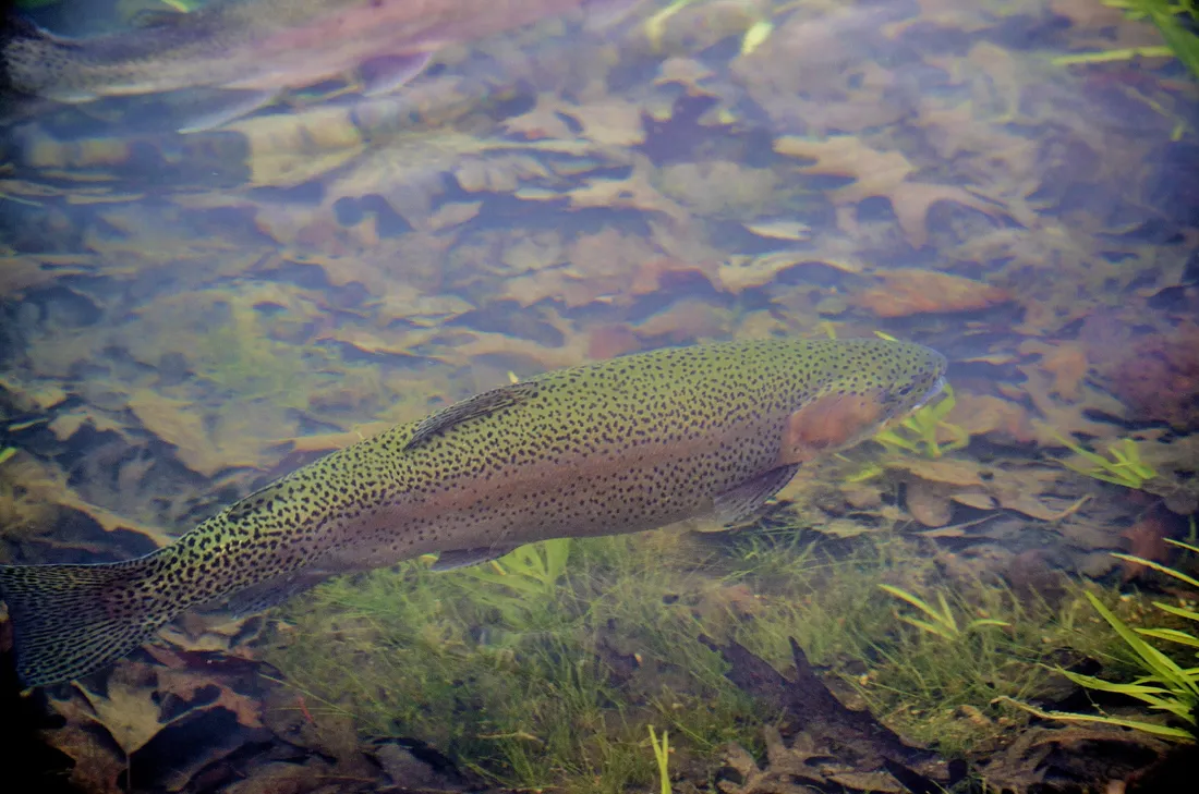 poisson truite rivière