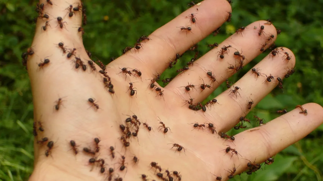 fourmis invasion