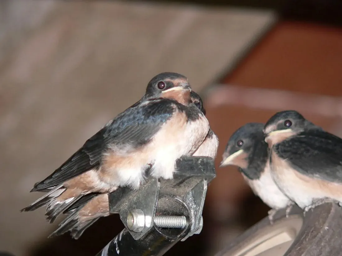 Les hirondelles : 20 gr d’énergie, de mystère et de poésie