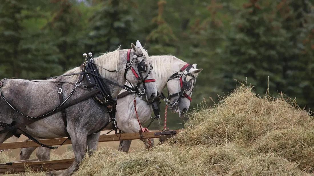 Cheval Percheron