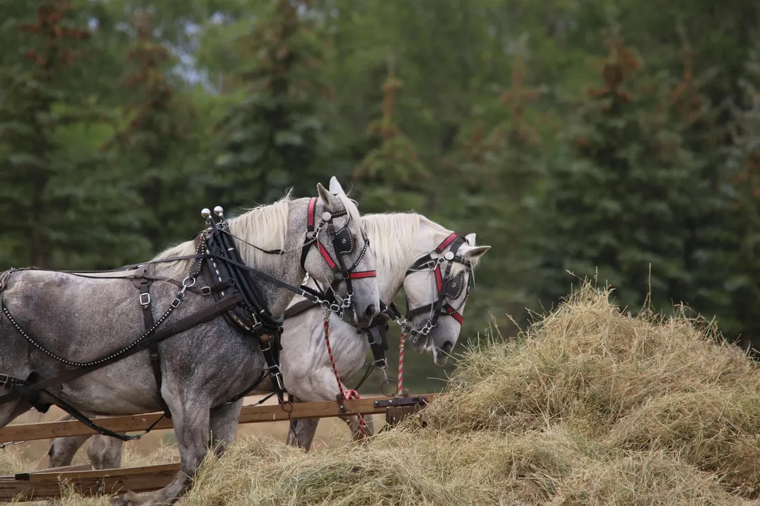 Cheval Percheron