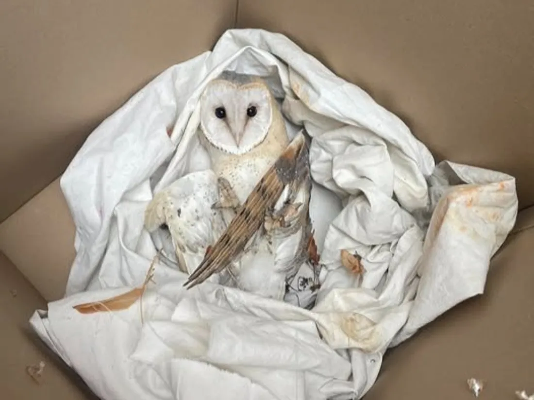 Marboué, une chouette blessée.