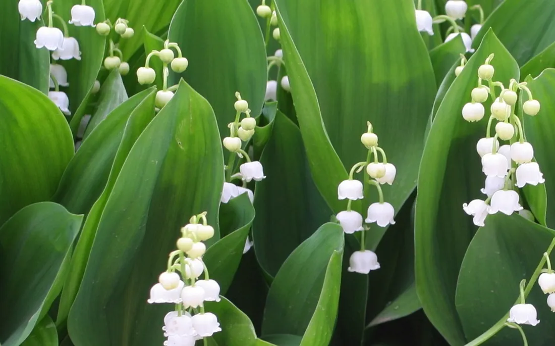 Muguet 