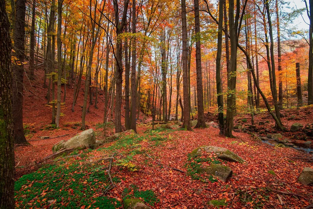 forêt aux couleurs de l'automne 