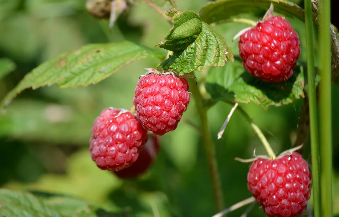 Framboise