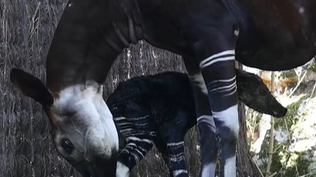 Naissance d'un okapi au ZooParc de Beauval.