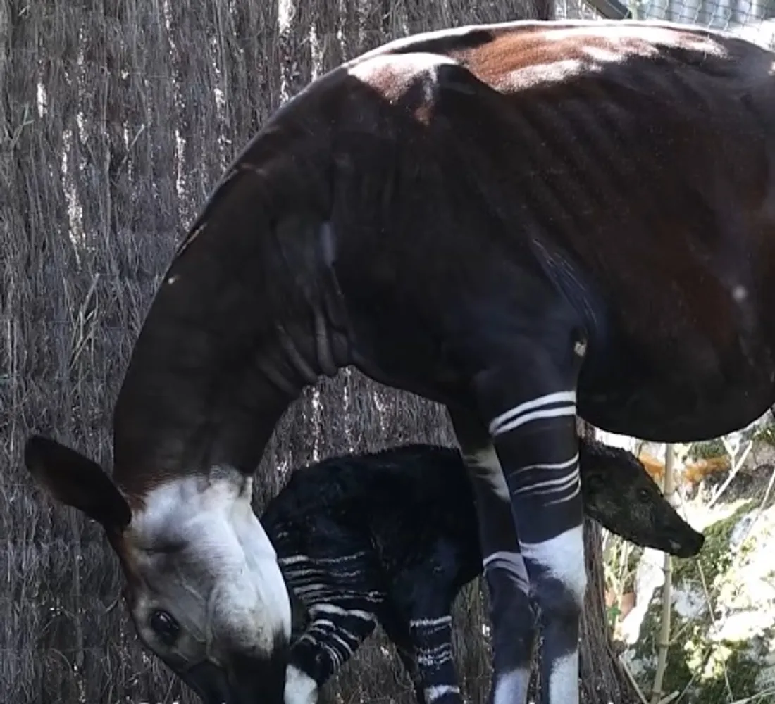 Naissance d'un okapi au ZooParc de Beauval.