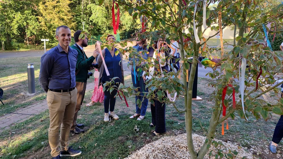 Bertrand Massot, Arbre, CDEF