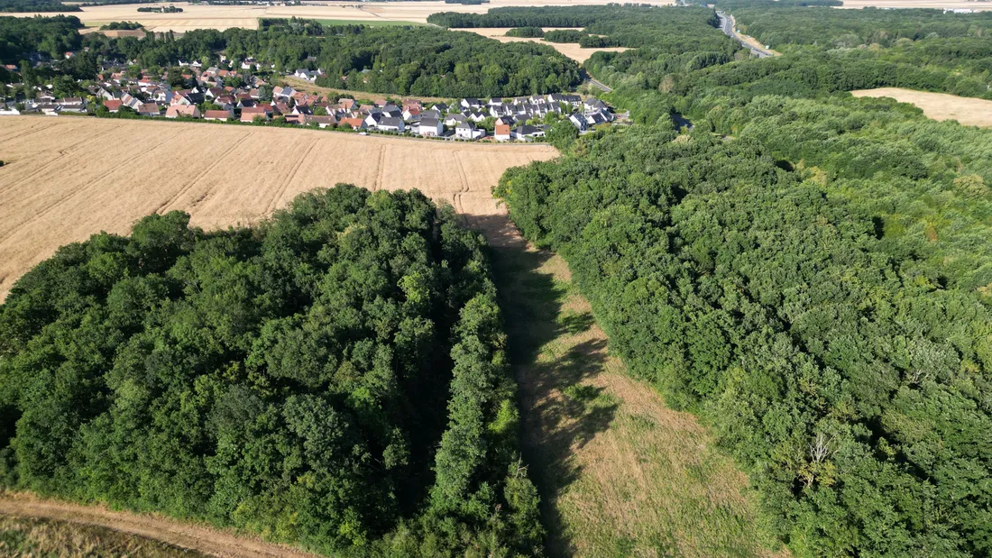 Bois des Grippes, Gasville-Oisème, forêts