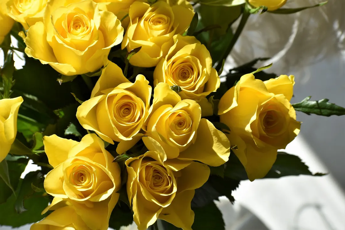 Roses jaune fleurs bouquet