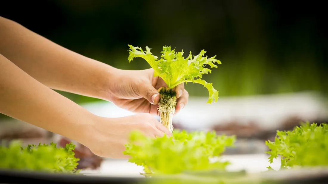 porteurs de projets agricoles