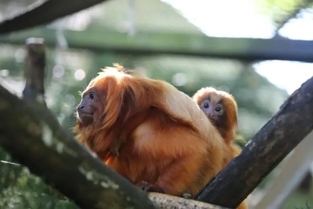 Tamarin-lion au ZooParc de Beauval
