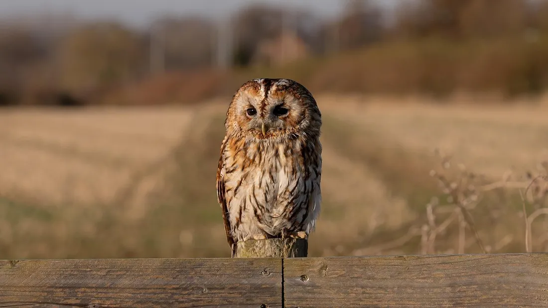 Chouette hulotte, observation, oiseaux, Eure-et-Loir 