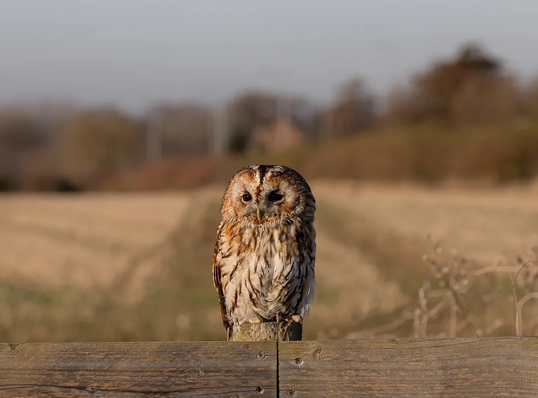 Chouette hulotte, observation, oiseaux, Eure-et-Loir 