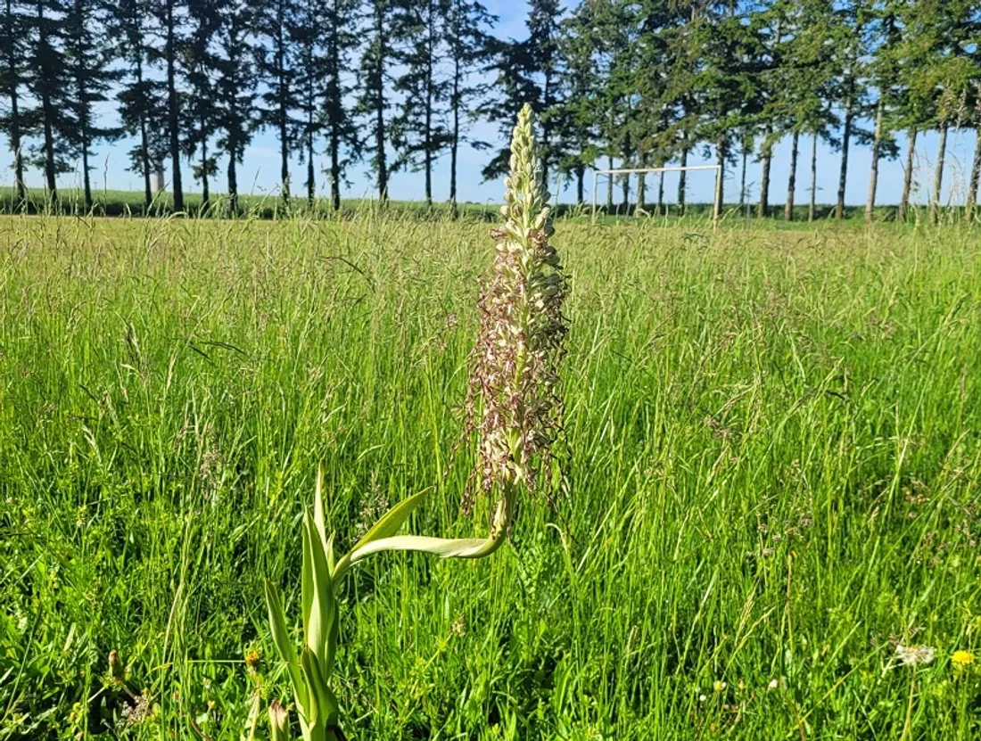 Orchidée sauvage à Tournoisis (45)