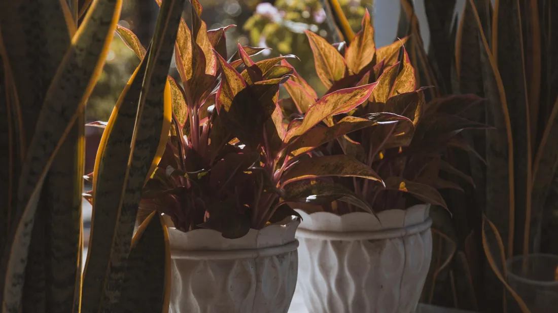 plantes, pots de fleurs
