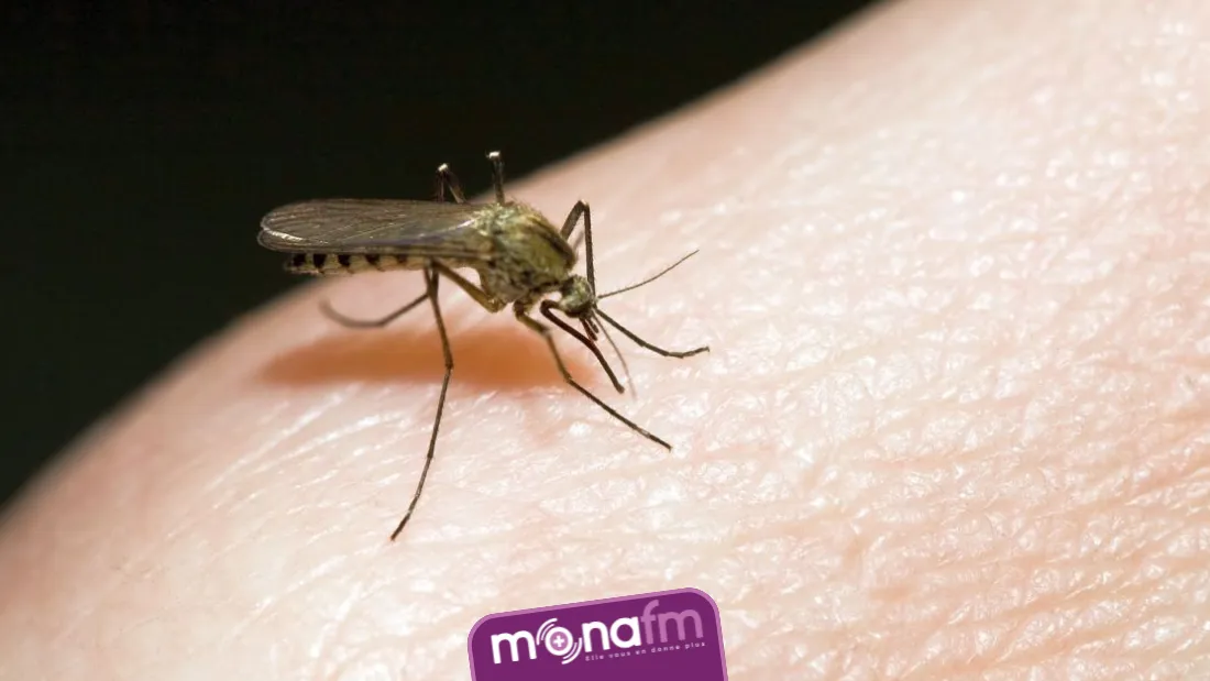 moustiques
