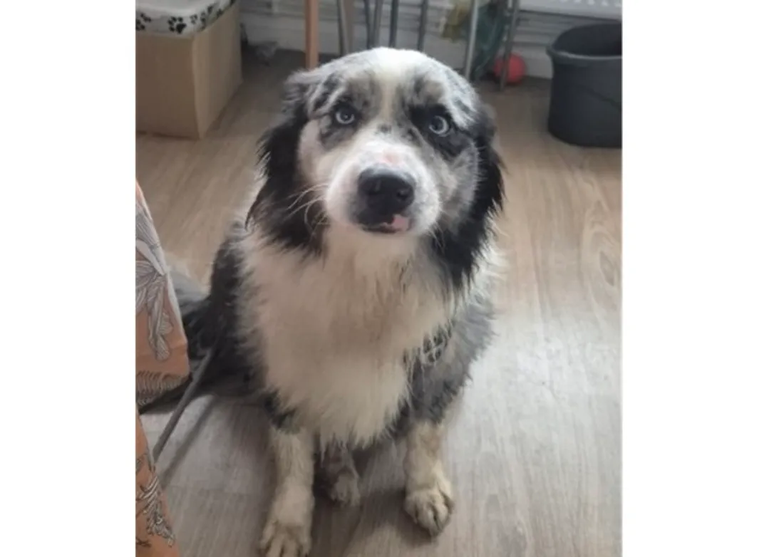 berger australien seul