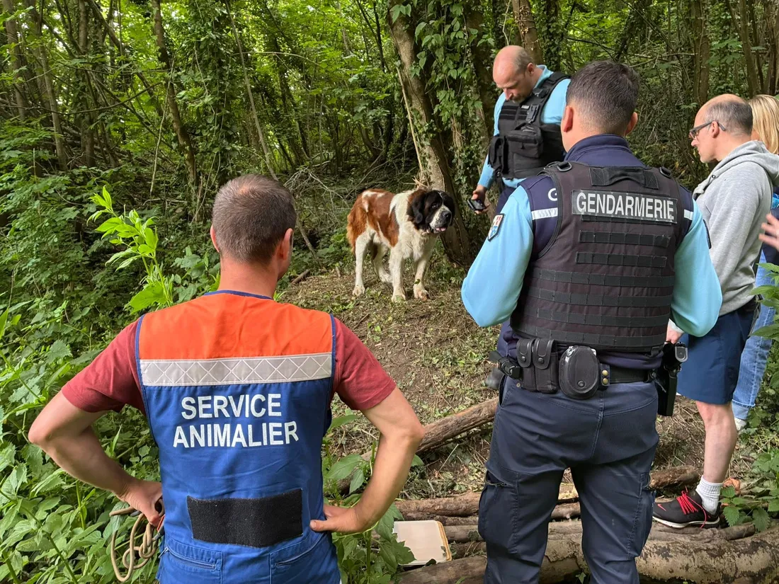 chien abandonné bois