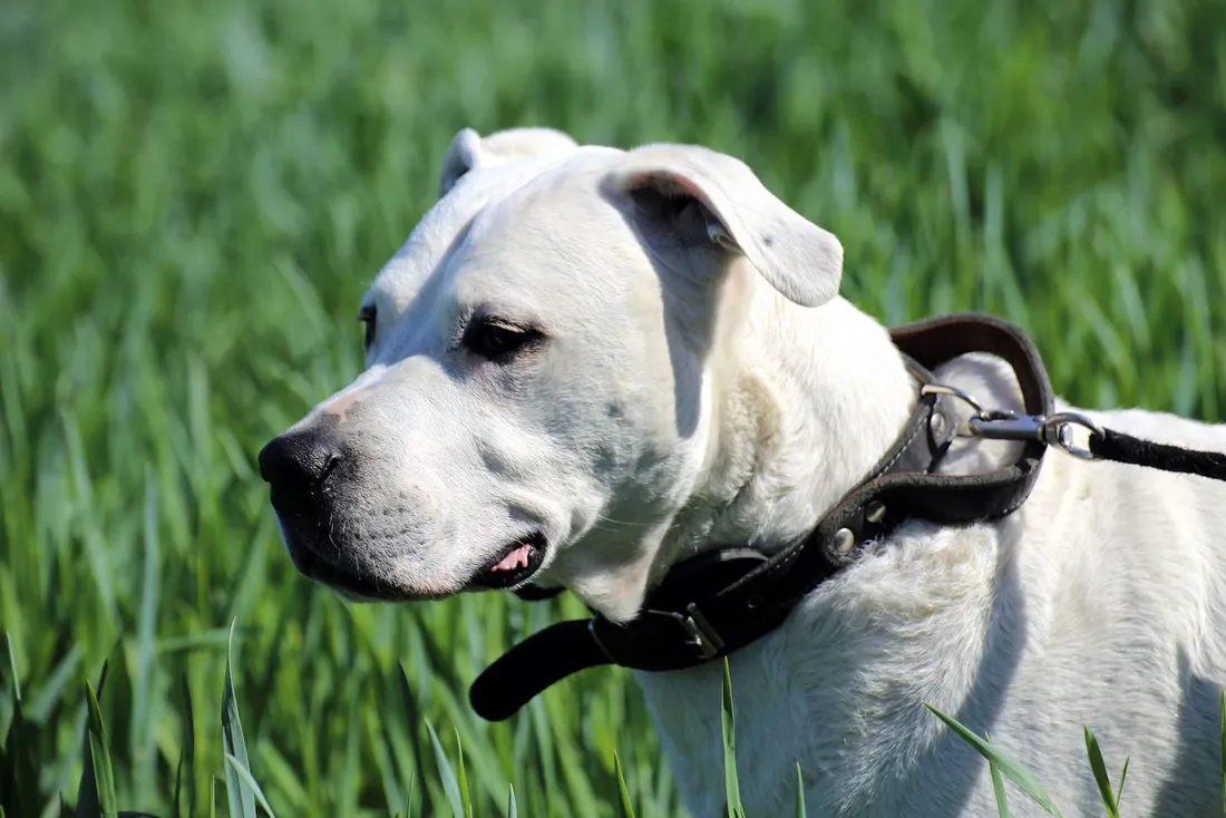 dogue argentin