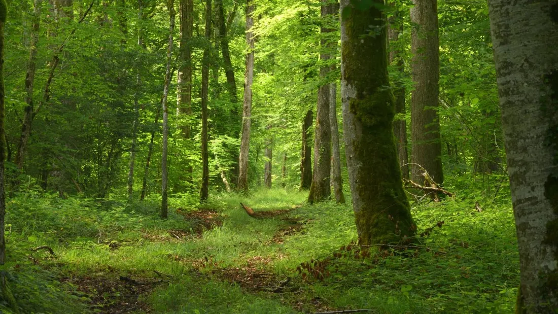forêt