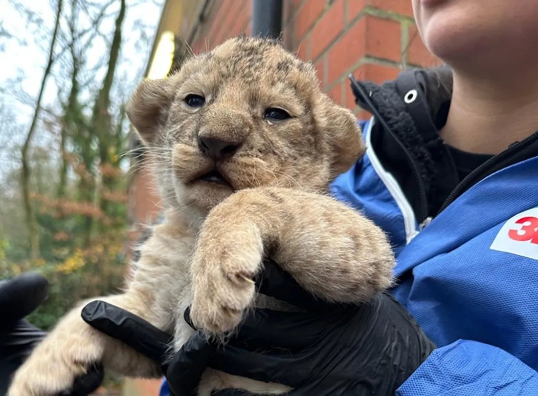 lionceau bellewaerde