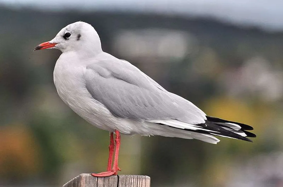 Mouette rieuse
