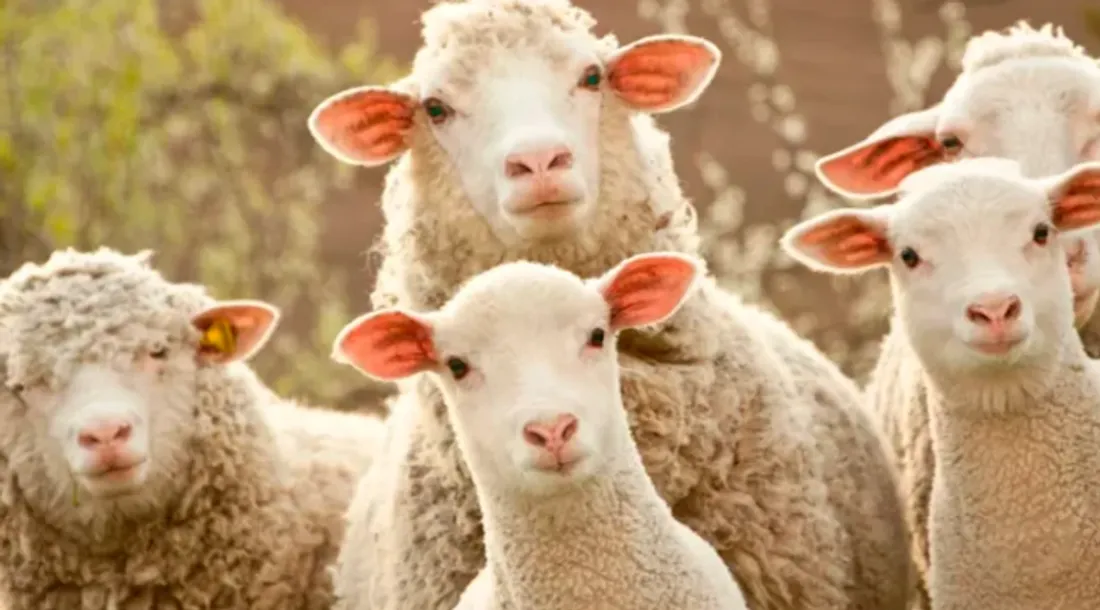 cagnotte moutons 