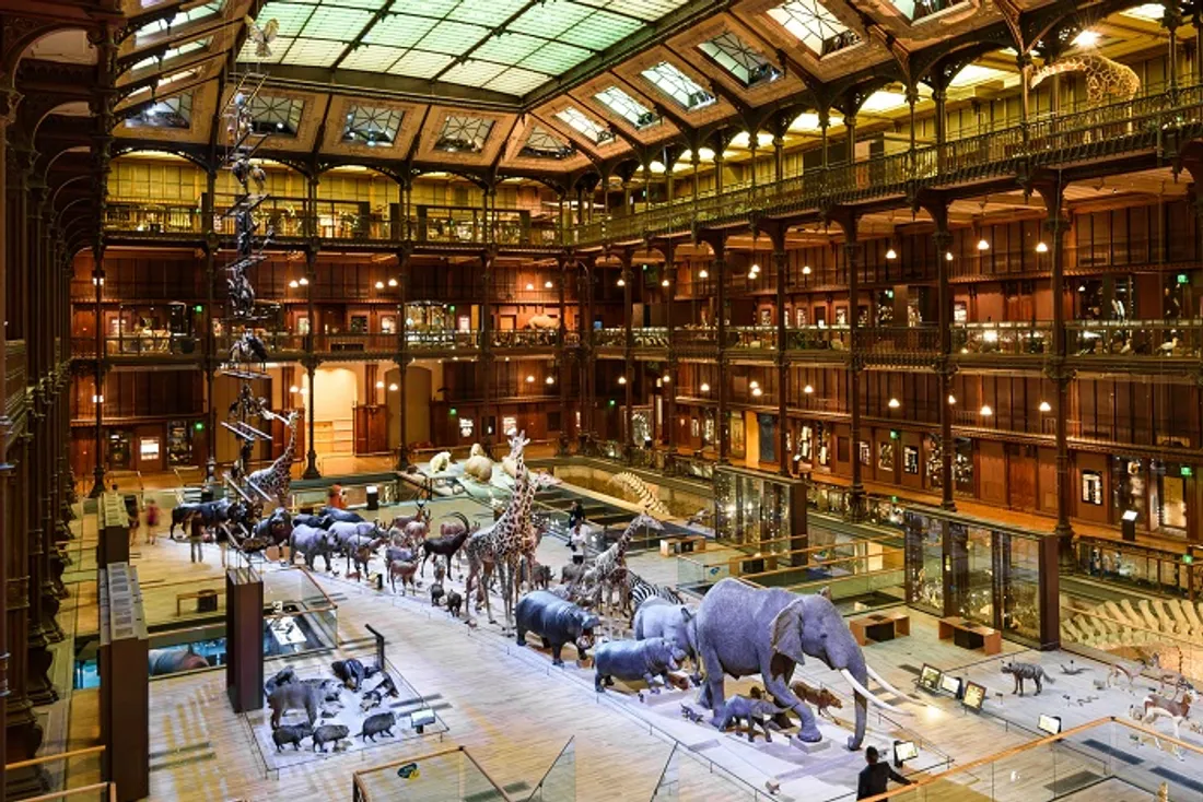 Muséum d'histoire naturelle 