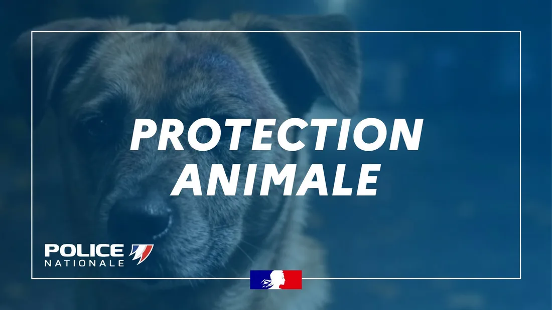 protection animale 