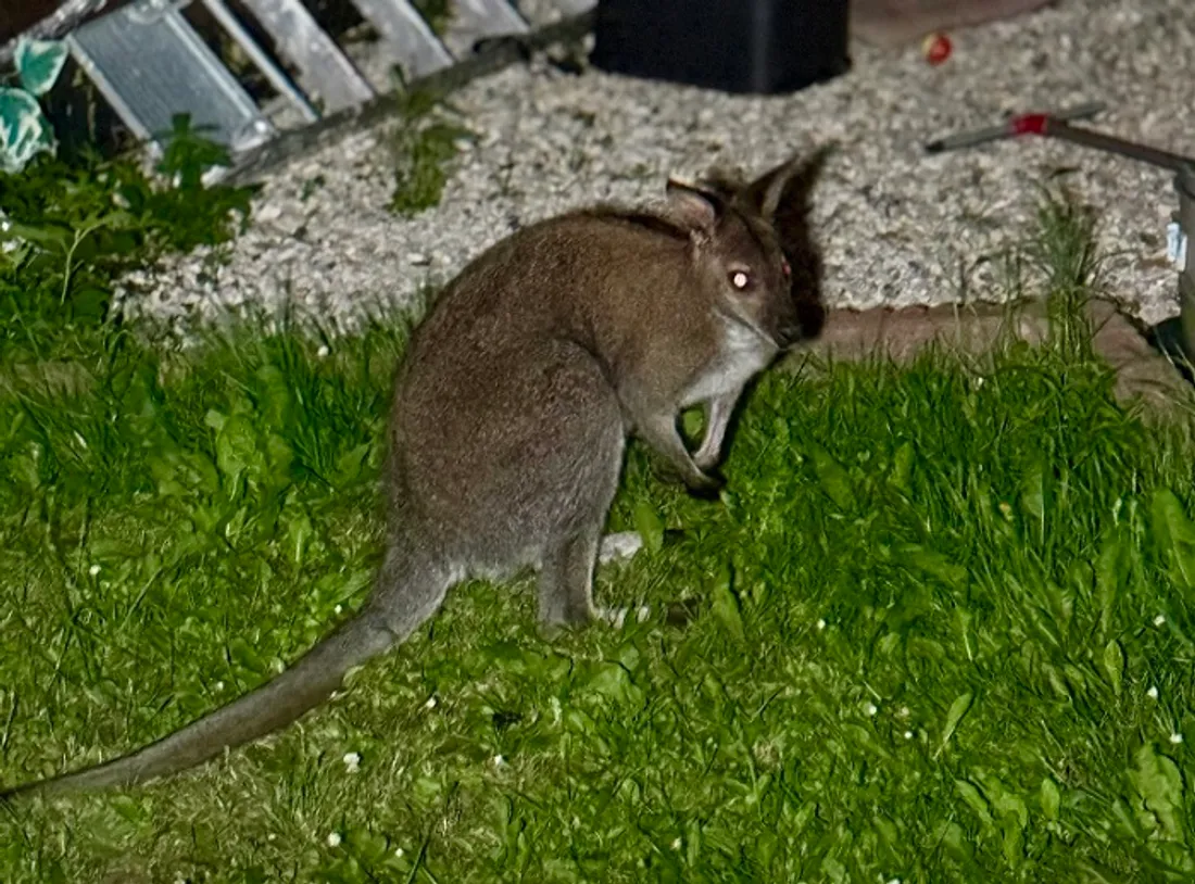 Wallaby récupéré