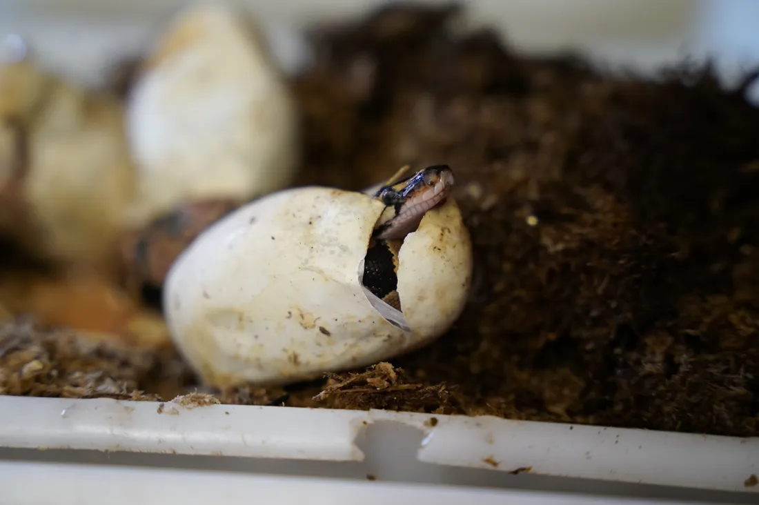 Le vivarium tropical a vu éclore six pythons royaux 
