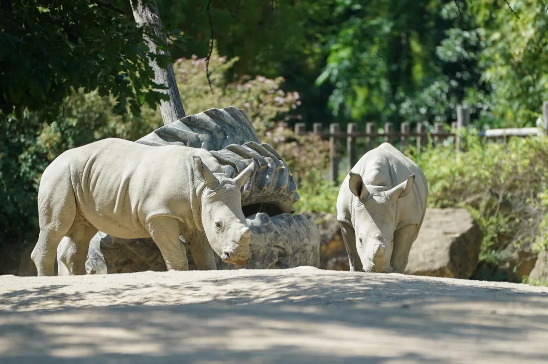 Naissance de Mosl en octobre 2021, Cera en janvier 2022 et Patchi en février 2022.
