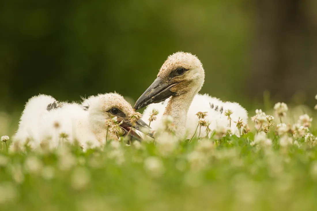 Des cigognes ont vu le jour