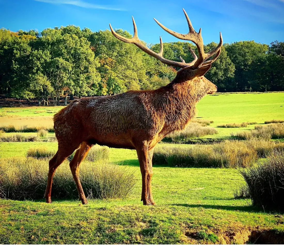 Un moment magique en compagnie du roi de la forêt