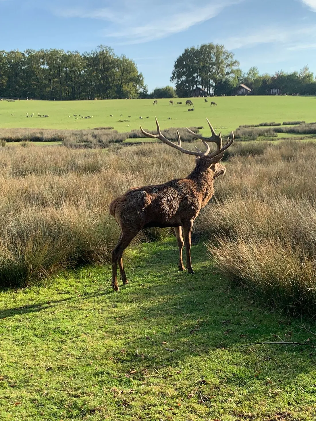 Le brame du cerf au Parc Animalier de Sainte-Croix