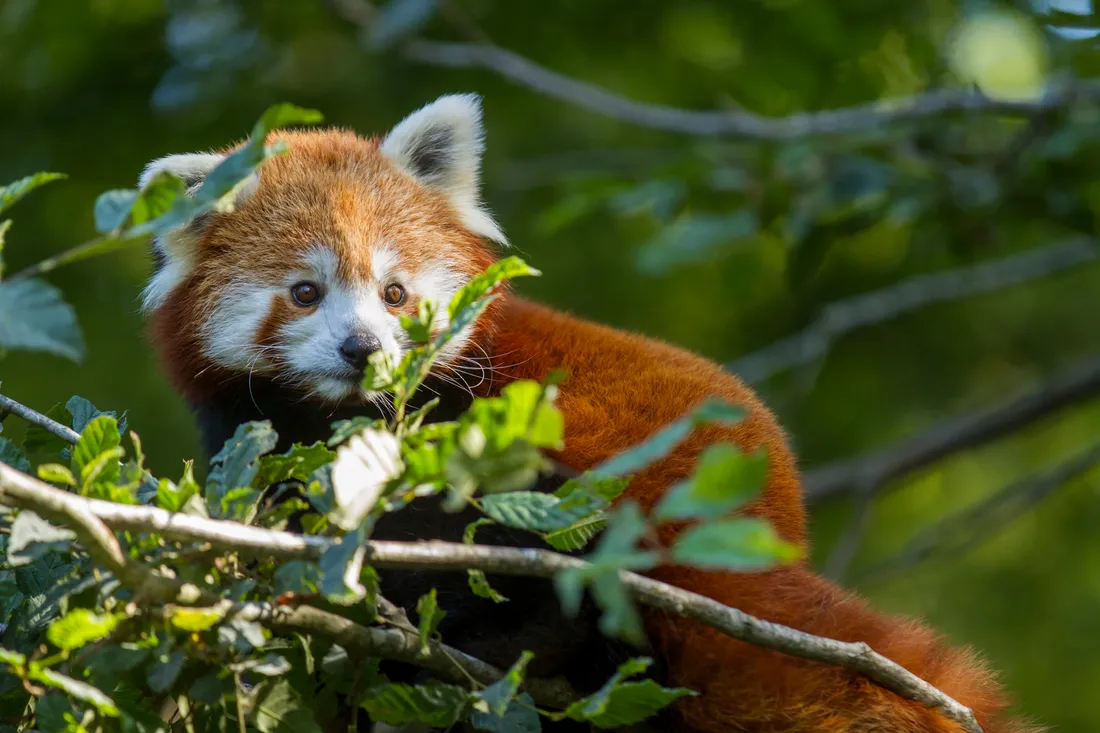 Zaya est une petite femelle panda roux née le 9 juillet 2021 en Hollande.