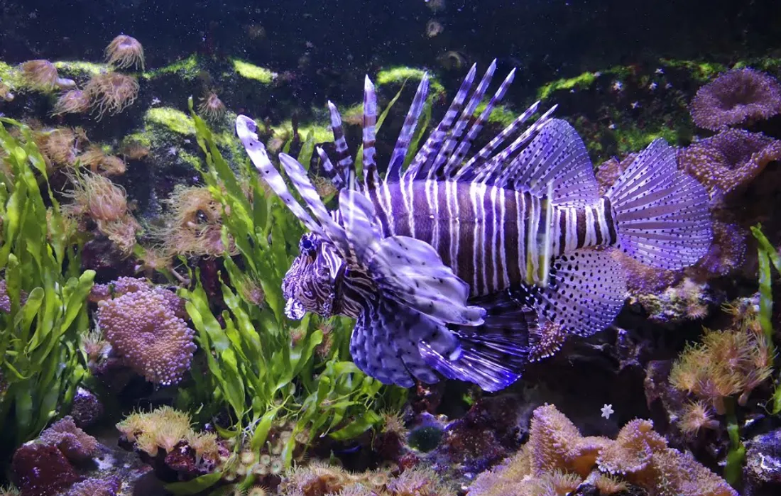 Une offre d'emploi pour cet été