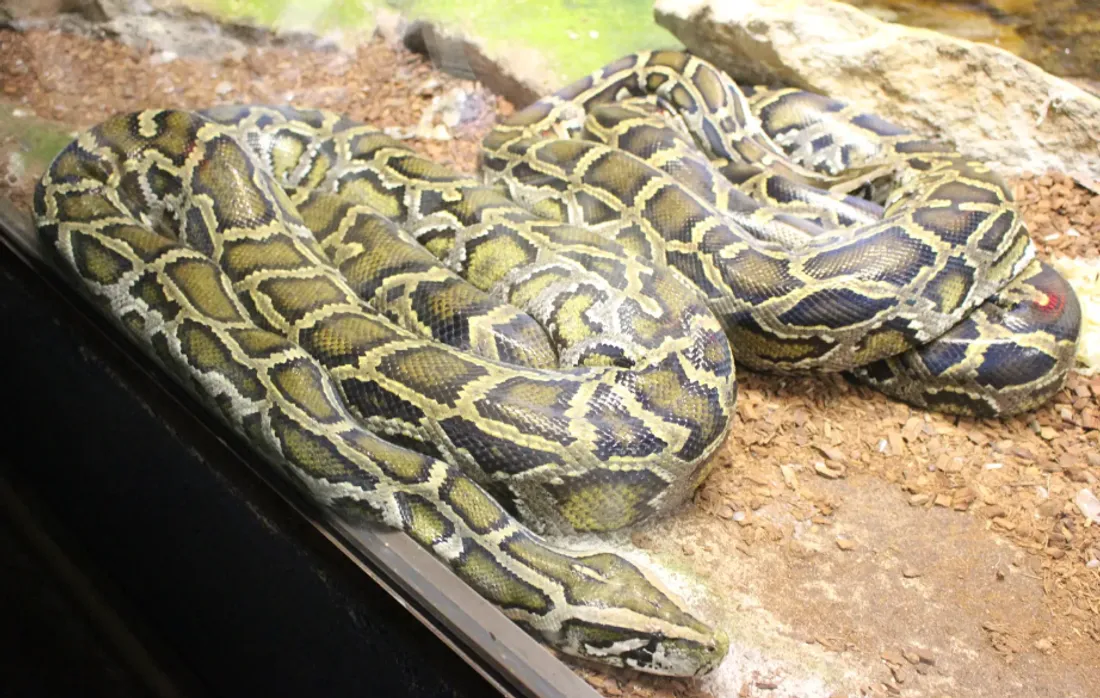 Un boa du zoo d'Amnéville