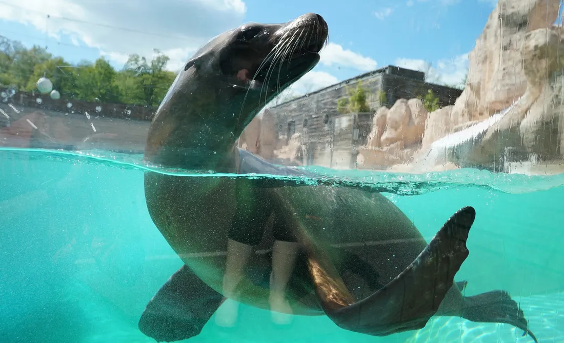 Crédit : Zoo d'Amnéville 