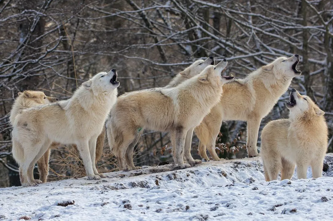 Les nouveaux loups blancs du Parc Animalier de Sainte-Croix. 
