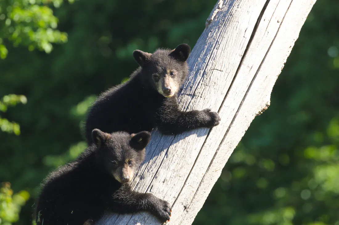 Arizona et Montana découvrent leur territoire 