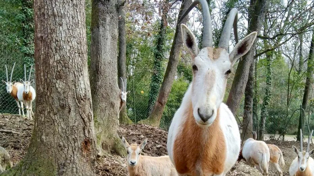 zoo african safari février 2023