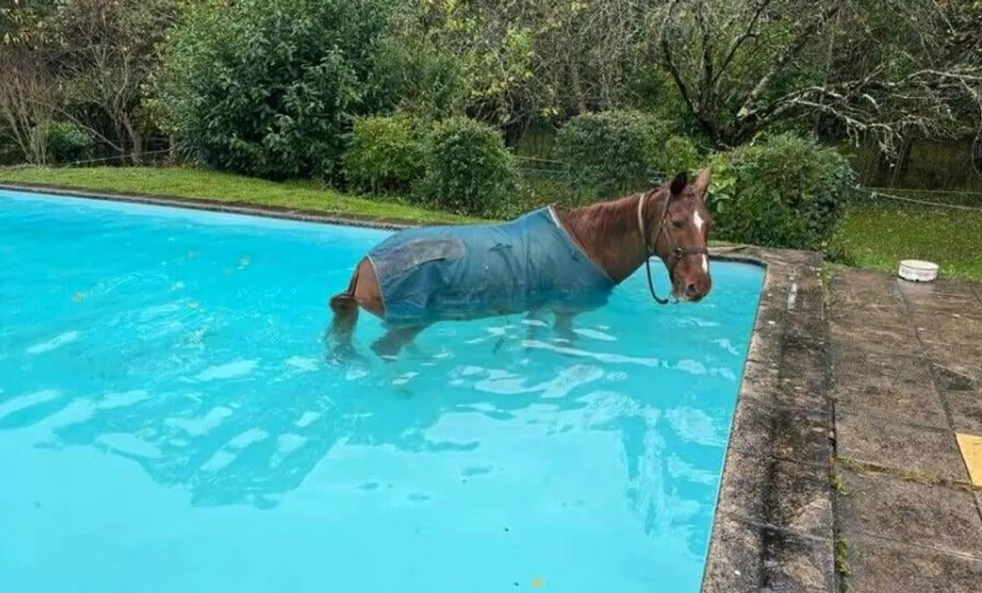 piscine cheval Ayguesvives