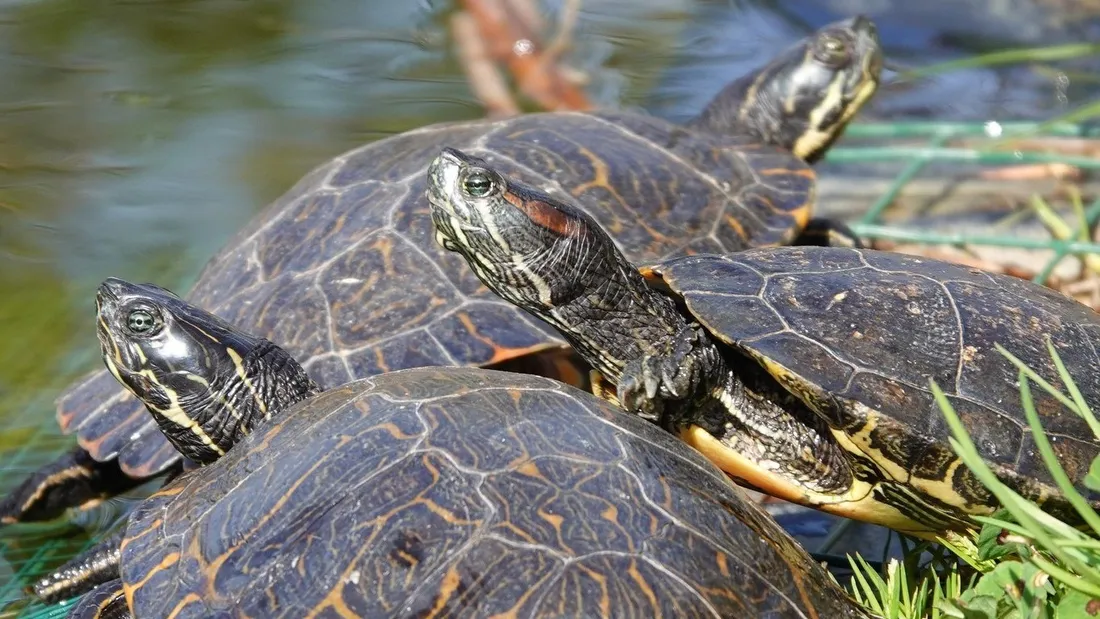 refuge des tortues