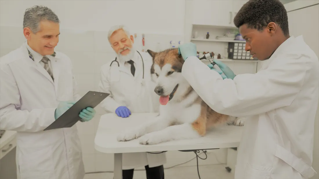 veterinaire etude