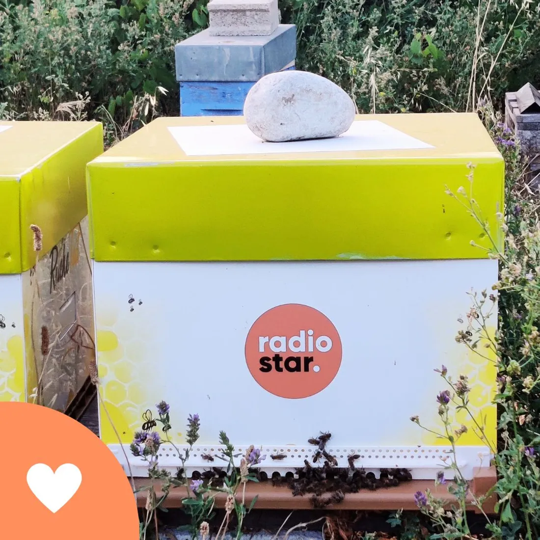 Les ruches sont personnalisées aux couleurs de Radio Star