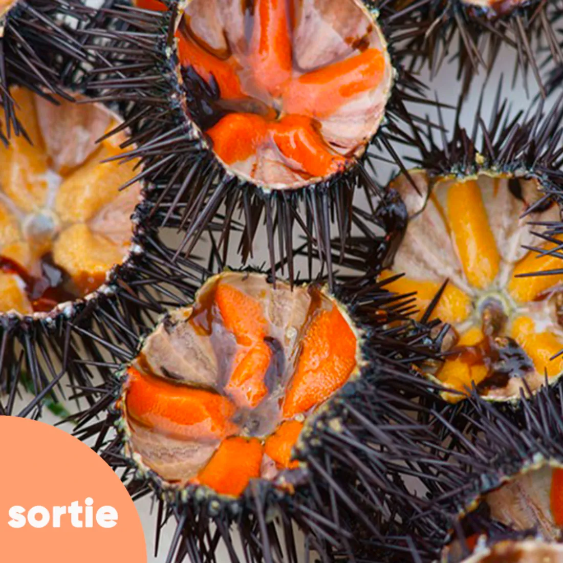 Les oursinades à Sausset sont un rendez-vous incontournable