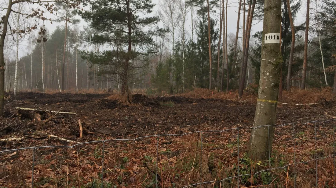 parcelle repeuplement onf plan relance Haguenau décembre 2021