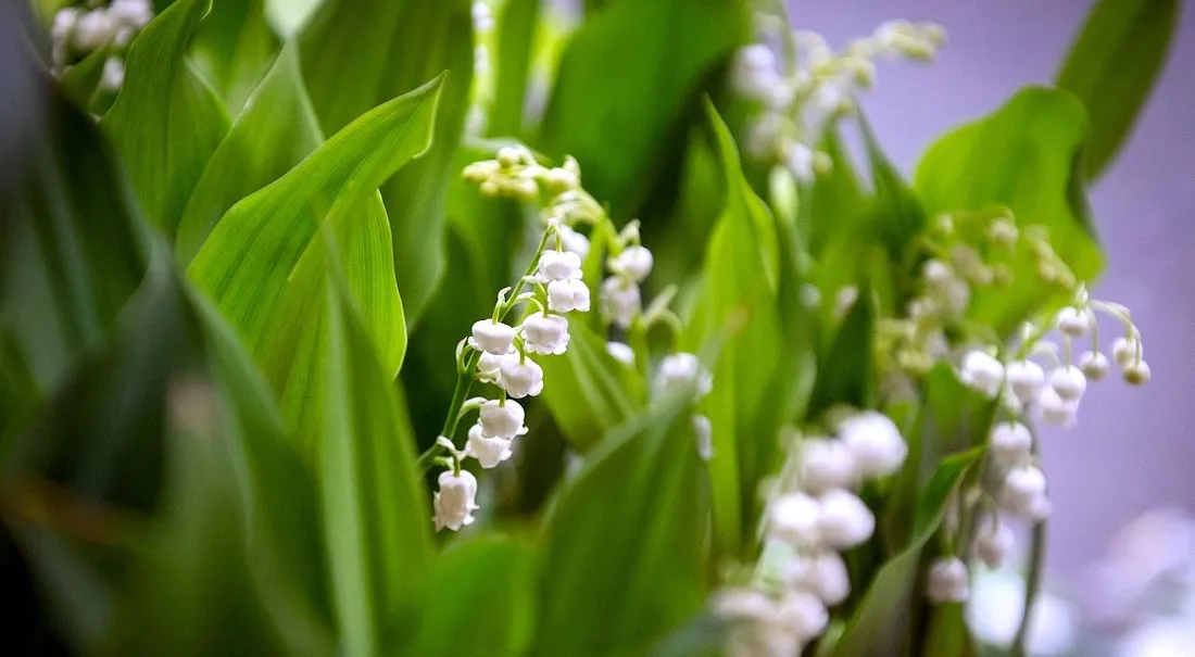 Quelles consignes pour la vente de muguet cette année